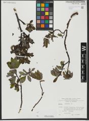 Foto von Salix hastata L.